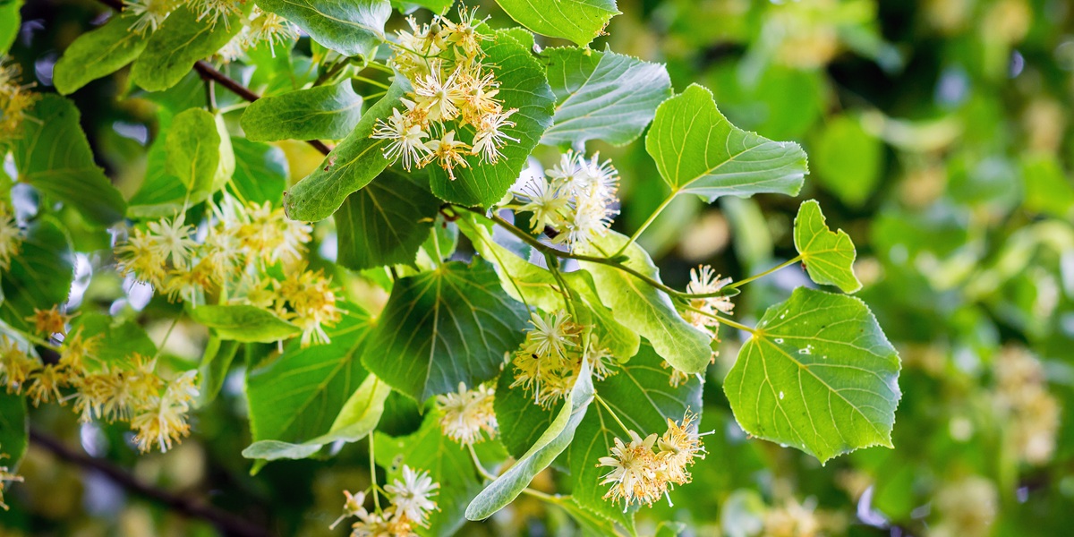 Blossom of linden in sunny weather, background. Melliferous plants_