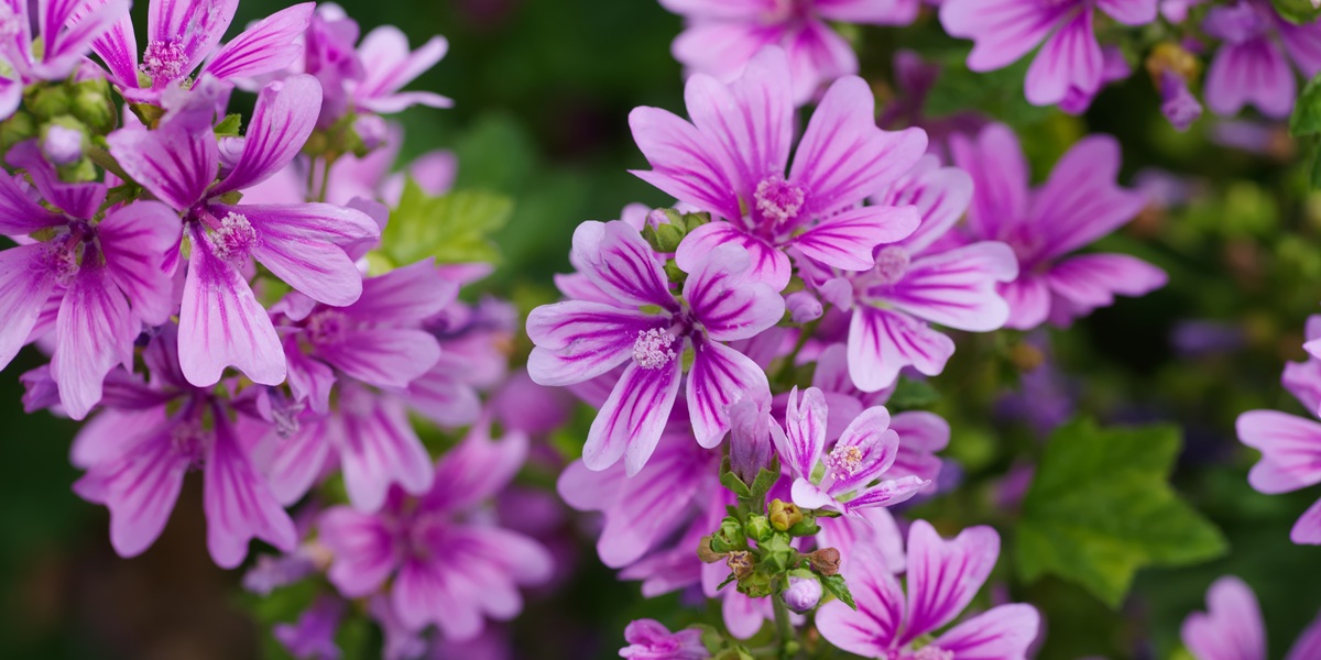 mallow