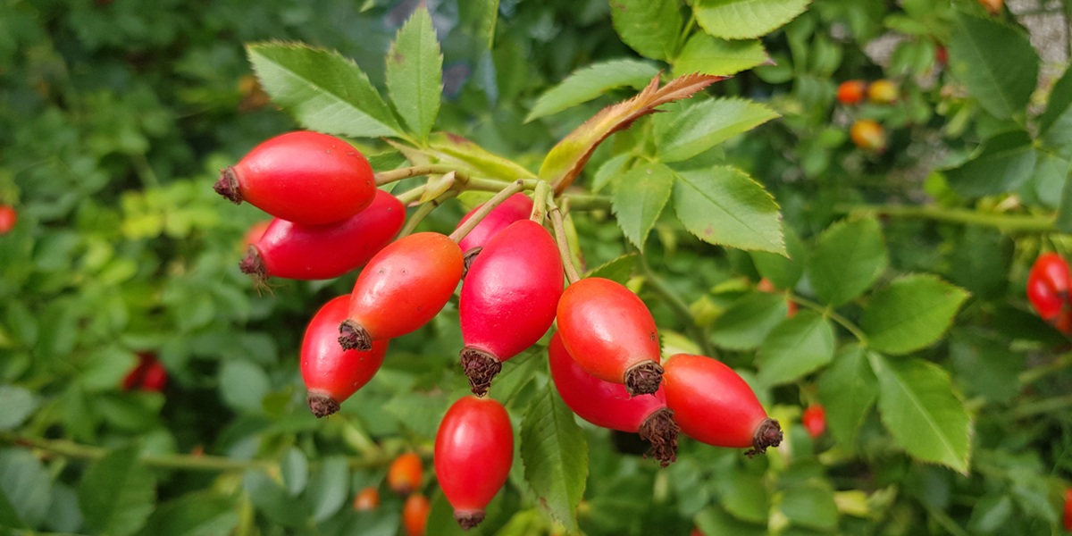 rosehip