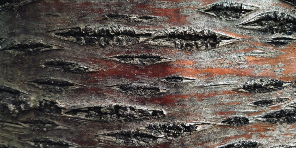 Brown cherries (cherry) bark texture. Concept of abstract pattern of natural surface, close-up.