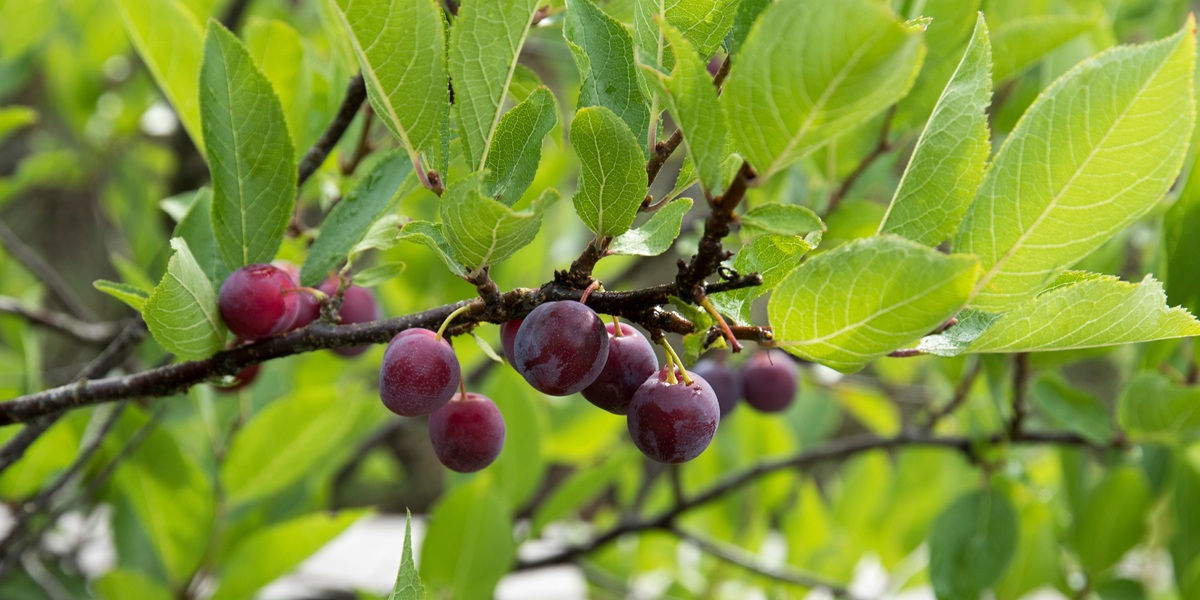 Prunus maritima