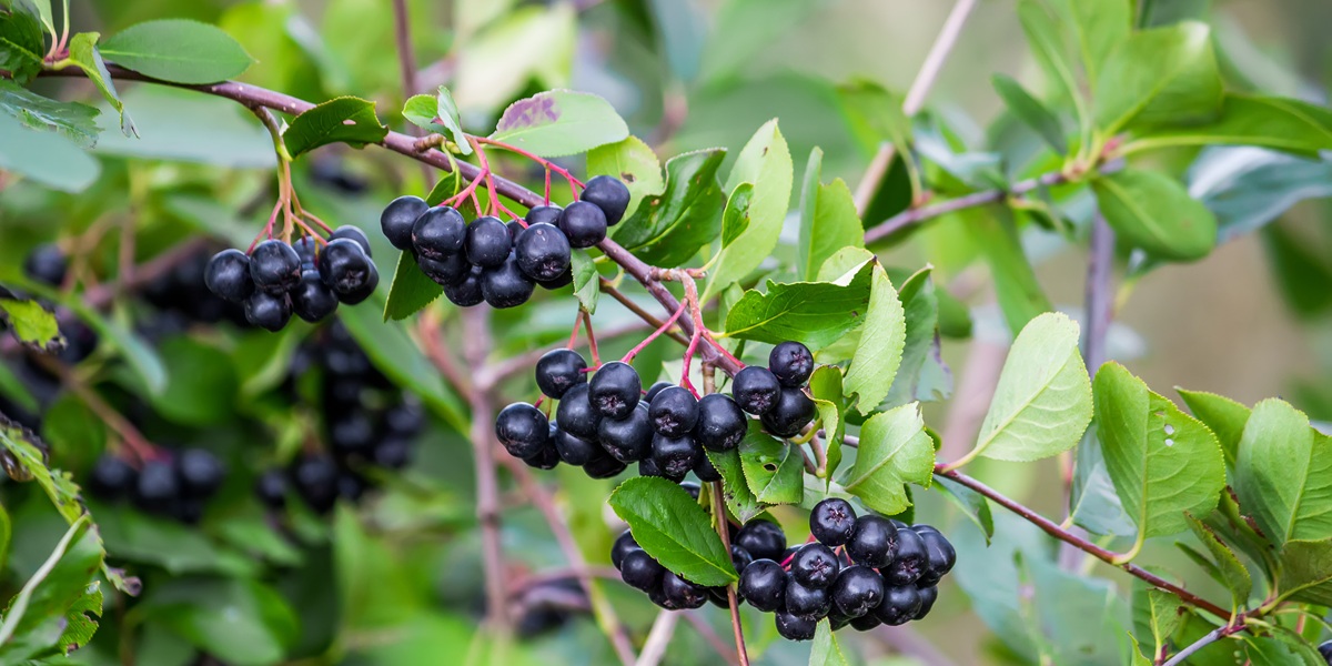 Clusters of chokeberry on branches