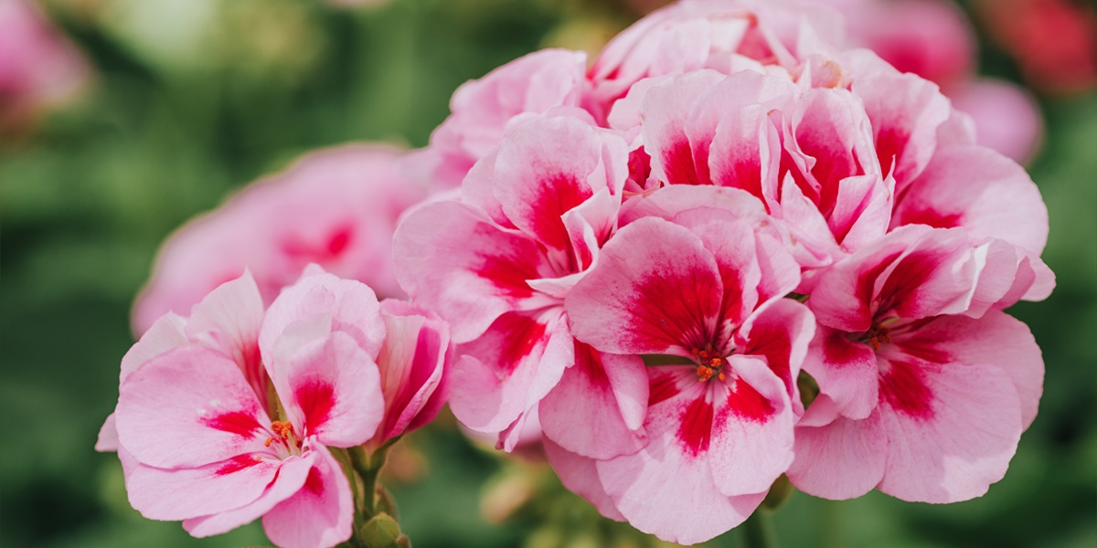 Close up image of bright pink geranium on green background