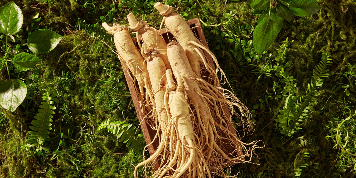 A lot of ginseng roots are stacked on each other on the wooden tray. Ginseng (Panax ginseng) is an herb has numerous potential health benefits