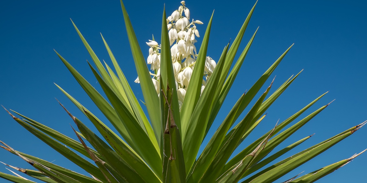 Yucca