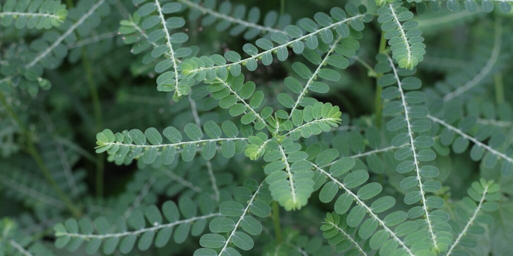 Phyllanthus niruri plant leaves create a complex organic botanical pattern suitable for naturethemed designs and backgrounds. Organic symmetry in green leaves.