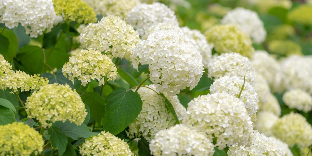 Hydrangea arborescens
