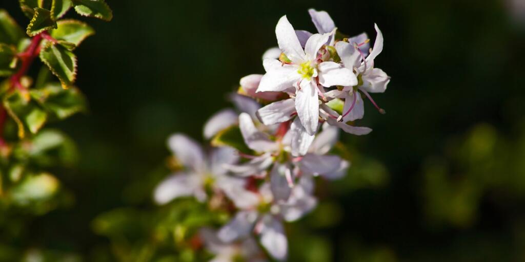 Mountain Buchu (Agathosma betulina) 12691