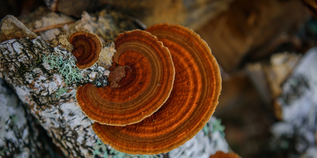 Top view healing chaga mushroom on old birch trunk close up. Red parasite mushroom growth on tree. Bokeh background.