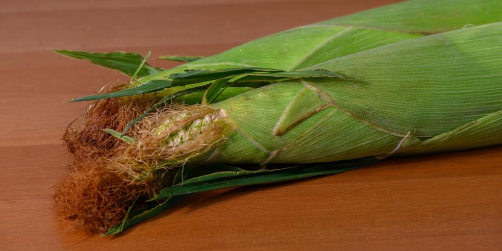Commercial food photography of fresh sweet corn cobs in husks with silk on a wooden table
