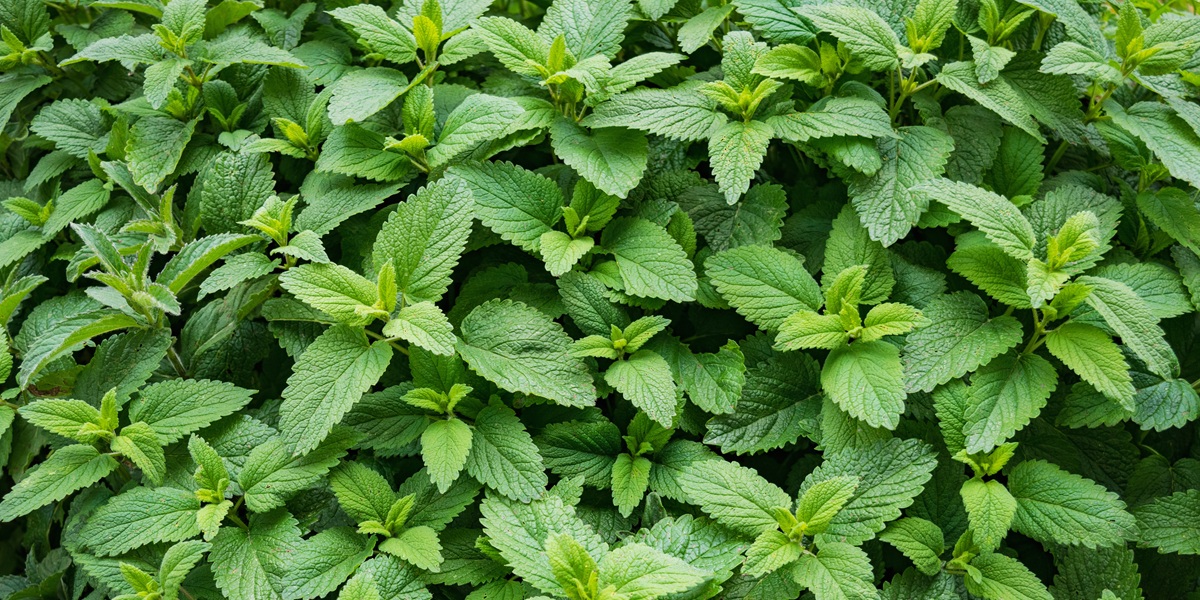 Mint spearmint plant green leaf growing