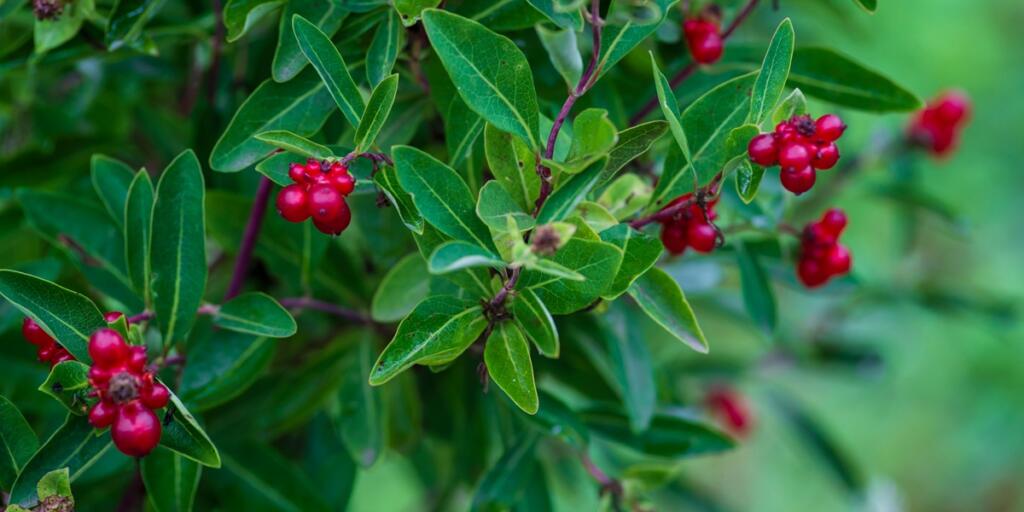 lonicera pyrenaica, lonicera periclymenum, bearberry (Arctostaphylos uva-ursi) lit by the setting sun. Fantastic uva-ursi fruits backlit by the evening sun. Uva-arsi.