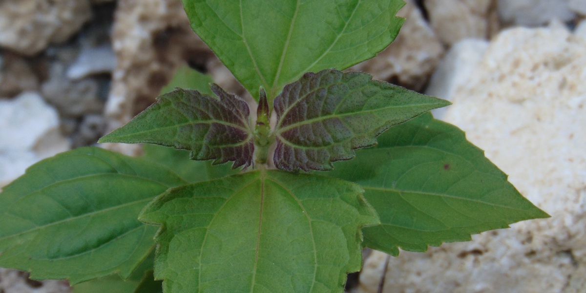 Calea ternifolia leaves (Known as "Dream Herb" or "Bitter Grass"), can be used as a wound medicine