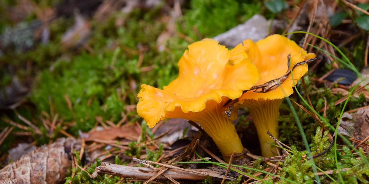 Wild golden chanterelle mushrooms in the forest. Photo taken in Sweden