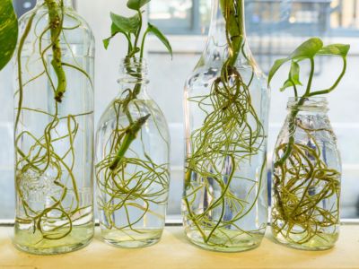 plants in bottle